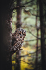 Tawny owl (Strix aluco) in autumn forest. Tawny owl sits on tree. Tawny owl and colorful autumn background.