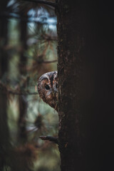 Tawny owl (Strix aluco) in autumn forest. Tawny owl sits on tree. Tawny owl and colorful autumn background.