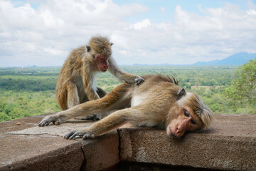 macaque monkey cleaning insects and lice on fur - obrazy, fototapety, plakaty
