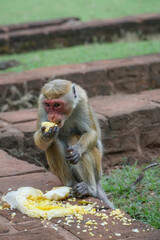 Japanese macaque monkey eating in the park or zoo