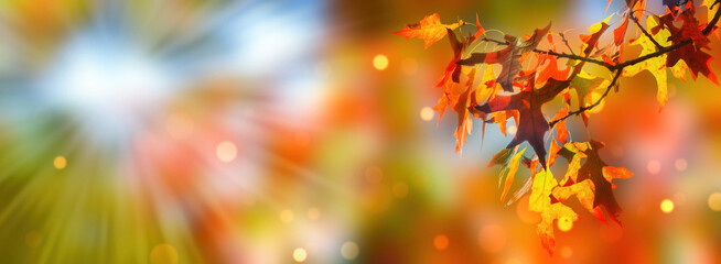autumn colored oak leaf branch on colorful blurred fall season background, beautiful abstract nature scene in sunshine with copy space