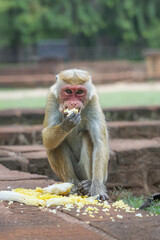 Japanese macaque monkey eating in the park or zoo