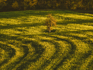 Herbstlich gefärbte Bäume im Mischwald