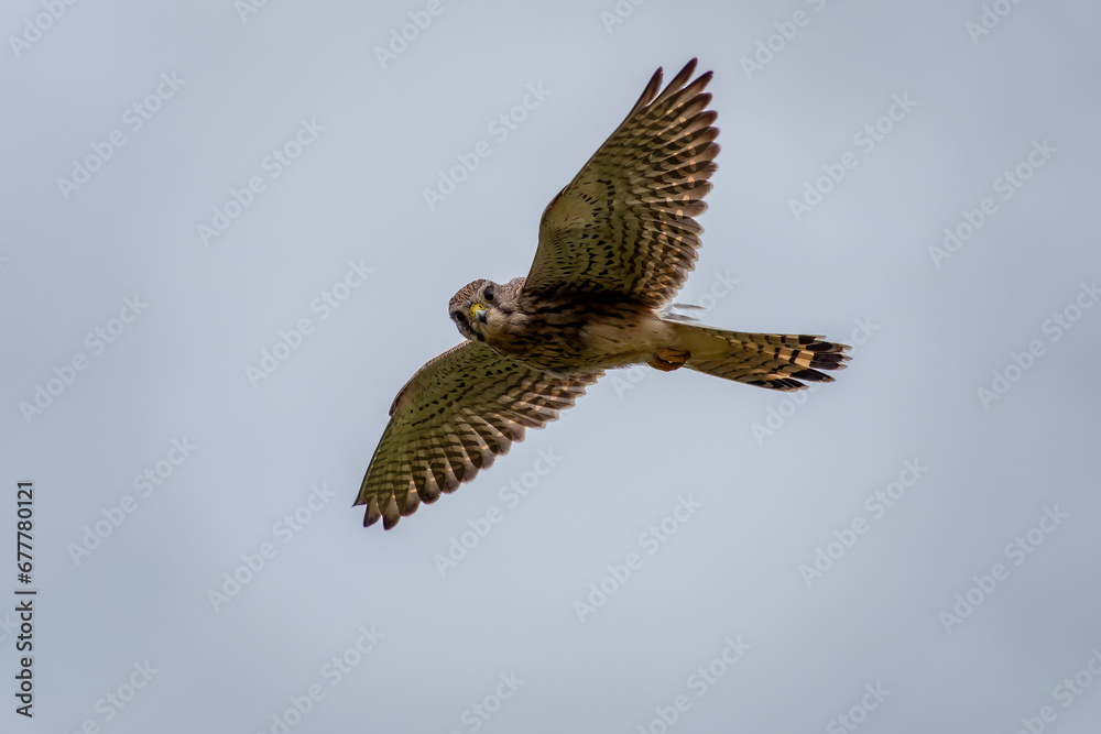 Canvas Prints kestrel hovering in the sky with wings out