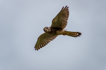 kestrel hovering in the sky with wings out