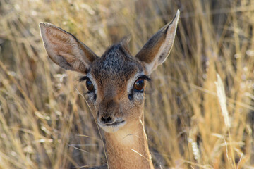Dik Dik