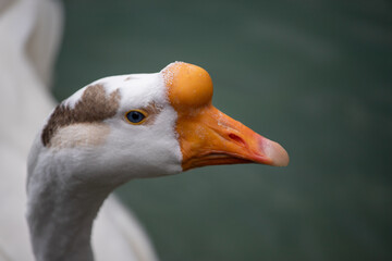 Birds 8