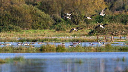 Canada Goose, Branta canadensis birds in flight over Marshes