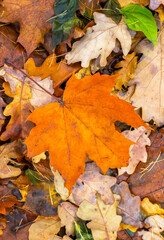 Naklejka na ściany i meble Beautiful autumn. A beautiful maple orange leaf lies on the autumn leaves
