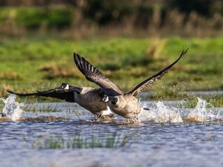 Canada Goose, Branta canadensis birds in flight over Marshes