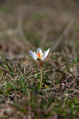 Crocus reticulatus. A perennial bulbous plant in the wild on the slopes of the Tiligul estuary, the Red Book