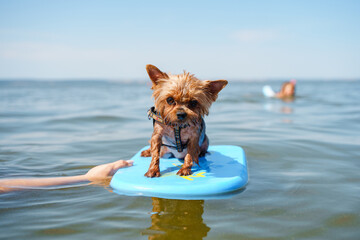 A Yorkshire terrier dog stands on a board in the sea, a dog swims in the water in summer