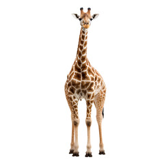Full body image of a giraffe on a transparent background PNG.