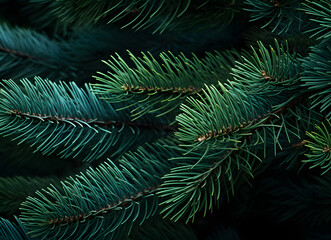 close up image of a christmas fir tree branch
