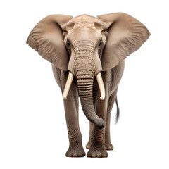 African elephant on transparent background PNG