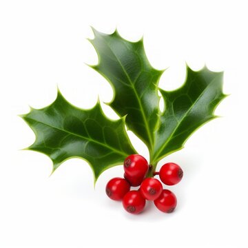 Close up of Christmas ilex holly with red berries decoration isolated on white background