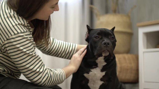 woman petting american bully dog at home