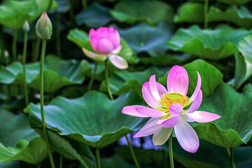 pink lotus flower