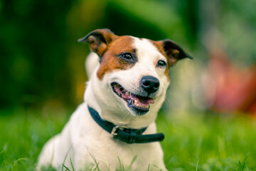 portrait of an active playful jack russell terrier dog on a walk in the park the concept of love for animals