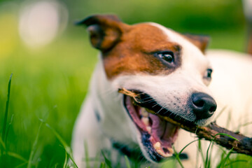 close-up portrait of an active playful jack russell terrier dog on a walk in the park gnawing on a...