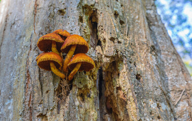 Pholiota Adiposa on a tree in the forest. Mushrooms on the tree