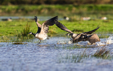 Canada Goose, Branta canadensis birds in flight over Marshes
