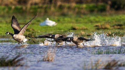 Canada Goose, Branta canadensis birds in flight over Marshes