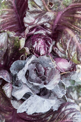 close up of leaves of red cabbage