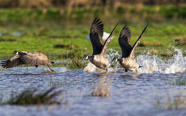 Canada Goose, Branta canadensis birds in flight over Marshes