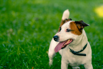 portrait of an active playful jack russell terrier dog on a walk in the park the concept of love for animals