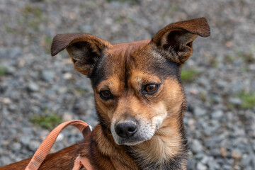 A head shot of a small terrier dog.