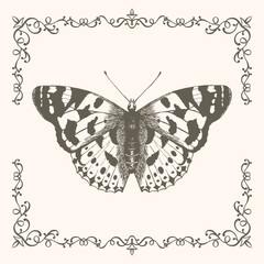 Hand drawn butterfly in a beautiful frame