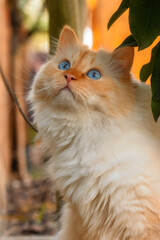 Naklejka na ściany i meble Beautiful Birman cat with bright blue eyes sitting under plants and watching birds