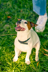 portrait of an active playful jack russell terrier dog with tongue out on a walk in the park animal love concept