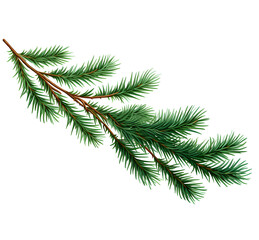 a pine branch on a white background