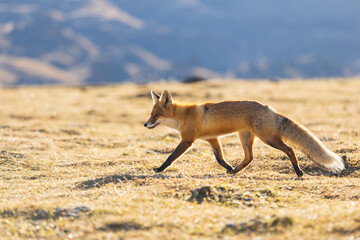 Red fox walking on dry grass