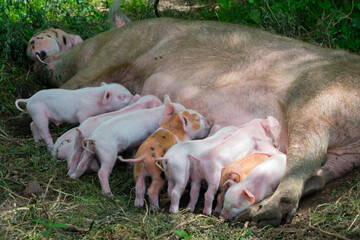 Swine, Mother pigs suckling their piglets on the farm