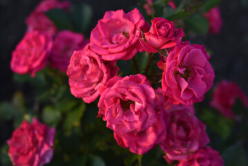 Bright pink rose flowers in the light of the summer sun. A beautiful bouquet of red flowers.
