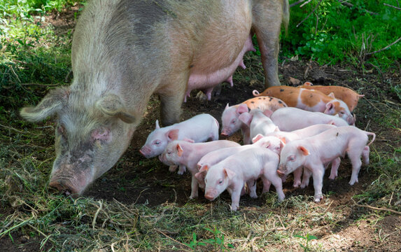 Swine, Mother pigs suckling their piglets on the farm