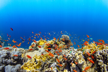Naklejka na ściany i meble Underwater Tropical Corals Reef with colorful sea fish. Marine life sea world. Tropical colourful underwater panormatic seascape.