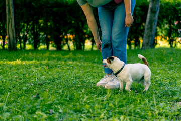 a small active dog of a breed like a russell terrier works with a dog handler in the park executes...