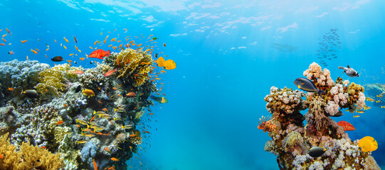 Underwater Tropical Corals Reef with colorful sea fish. Marine life sea world. Tropical colourful...