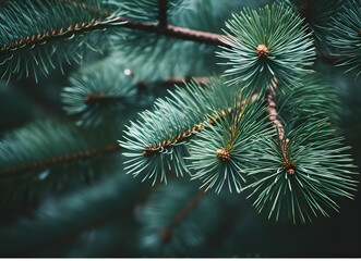 close up image of a christmas fir tree branch
