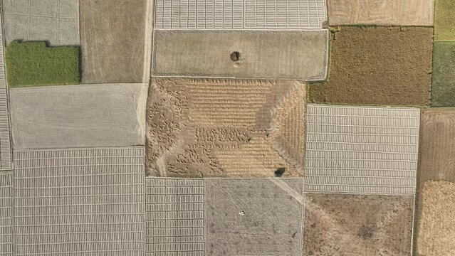 Aerial view of paddy/ rice fields