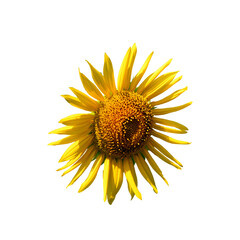A stunning, up-close photograph of a bright yellow sunflower with a rich center, set against a white backdrop, radiates the vivid beauty and natural freshness of this iconic bloom.