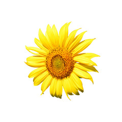 A vibrant, close-up image of a yellow sunflower with a brown center, set against a white background. It exudes the freshness and beauty of nature.