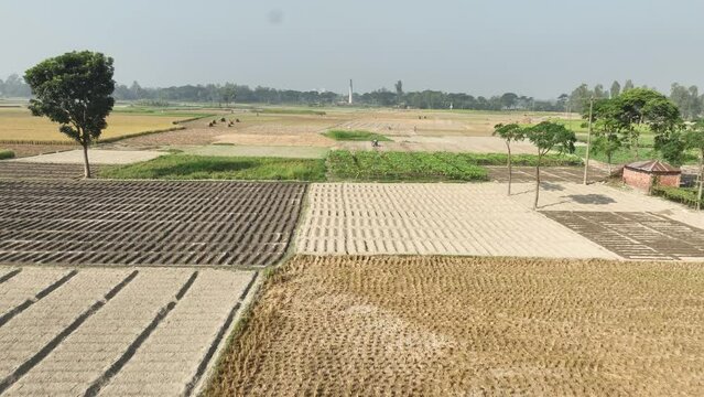 Aerial view of paddy/ rice fields. 4k