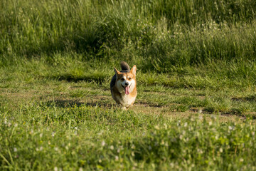 Corgi dog runs in the meadow. corgi puppy in green grass. Action portrait of welsh corgi on sunrise in a park in summer.

.