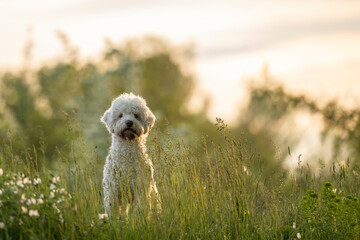 A white curly poodle sits in the grass and poses for a photograph. Beautiful dotted blurred background. Sunset in the background. Place for your signature.