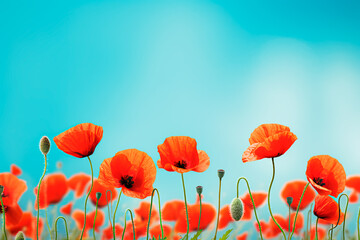 Obraz premium Vibrant red poppies in a spring field against a turquoise backdrop, with a soft focus and macro perspective. Bright, colorful, and artistically enhanced floral background. Bright image. 